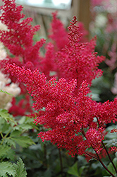 Montgomery Japanese Astilbe (Astilbe japonica 'Montgomery') at Schulte's Greenhouse & Nursery
