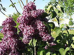 Monge Lilac (Syringa vulgaris 'Monge') at Schulte's Greenhouse & Nursery