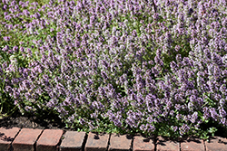 Common Thyme (Thymus vulgaris) at Schulte's Greenhouse & Nursery